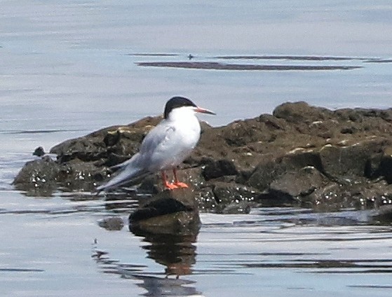 Forster's Tern - Mark  Ludwick