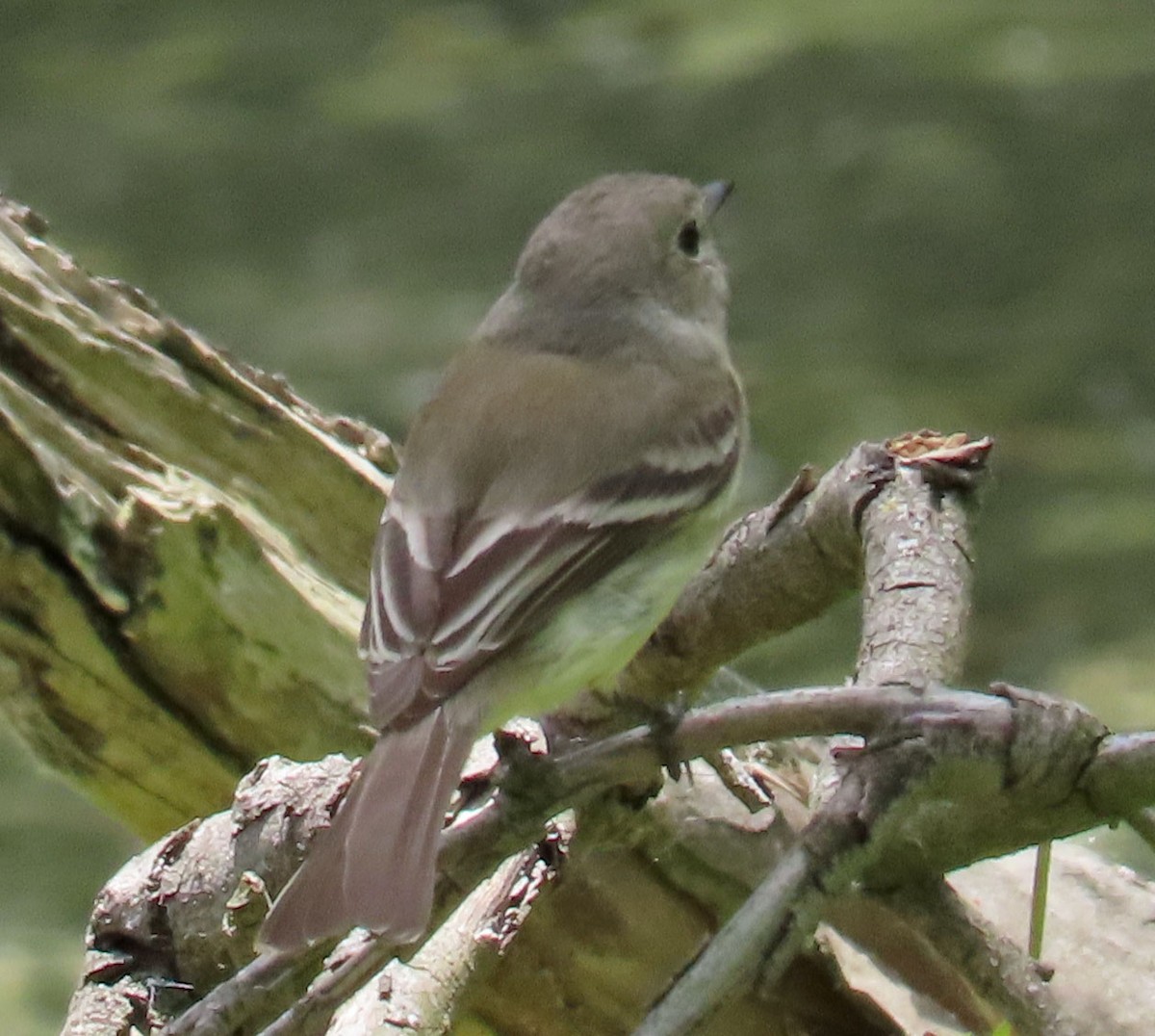 Gray/Dusky Flycatcher - Diane Etchison