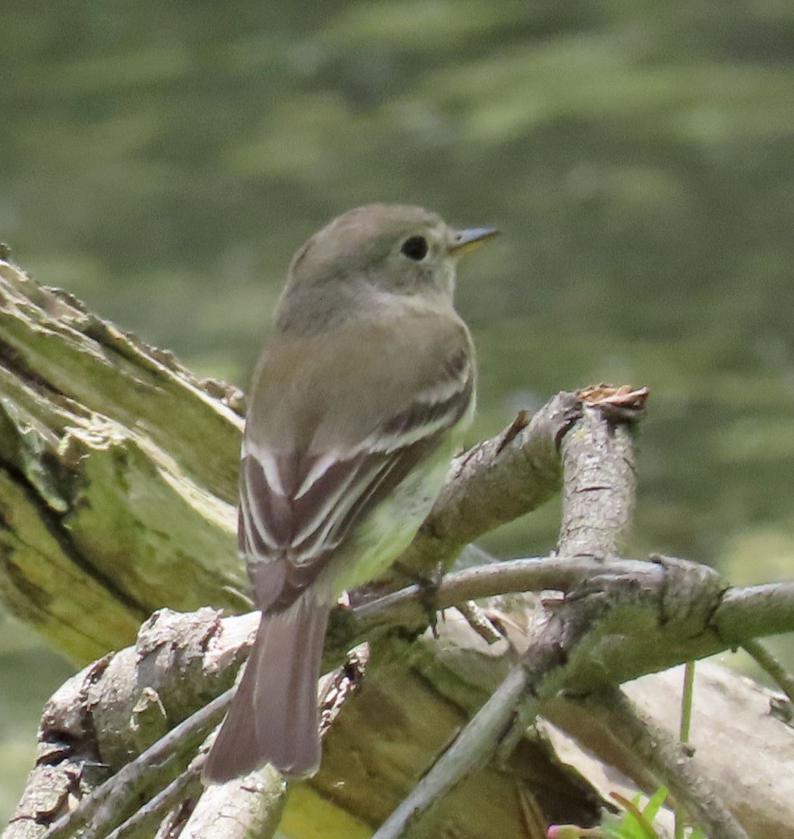 Gray/Dusky Flycatcher - Diane Etchison