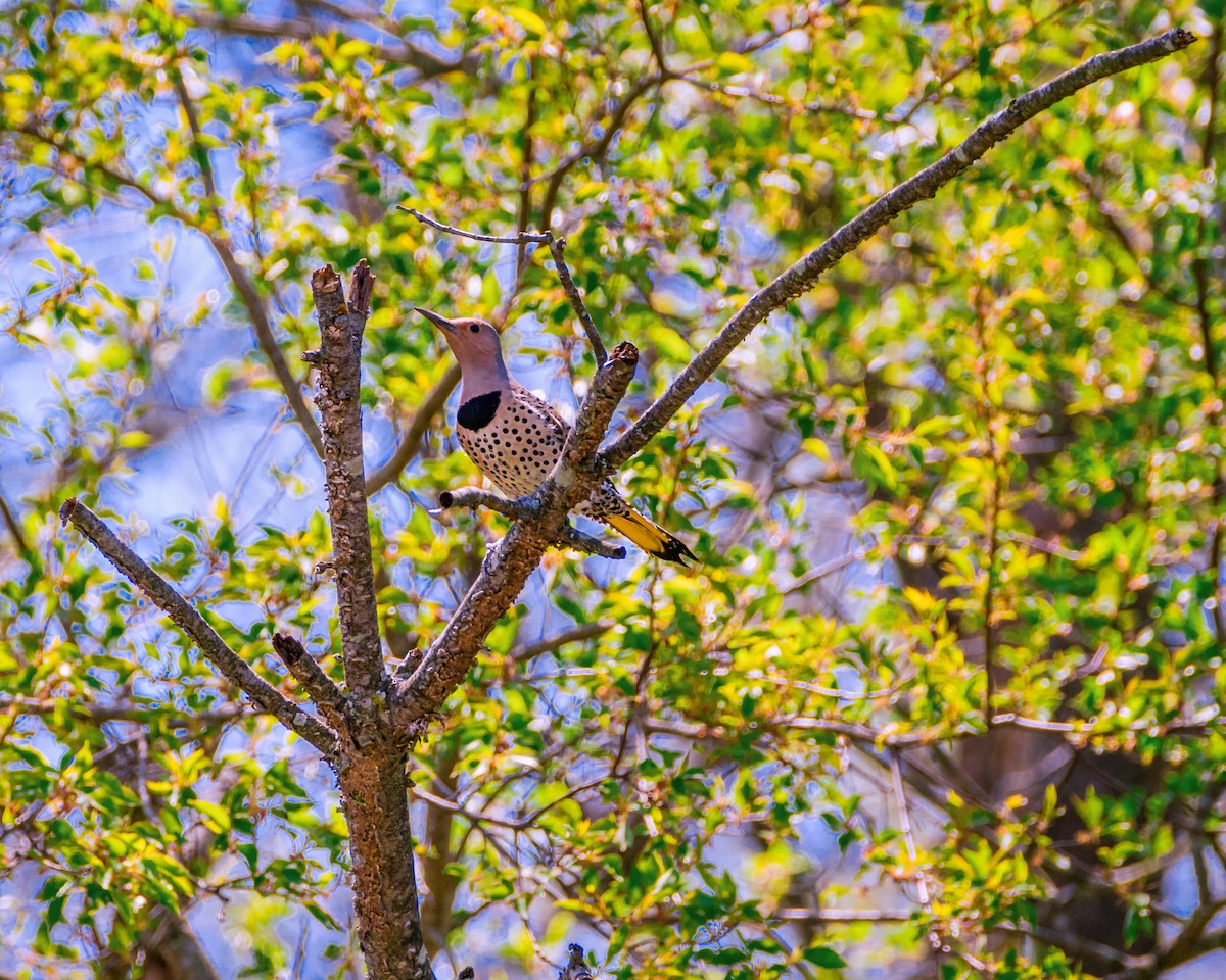 Northern Flicker - ML332725091