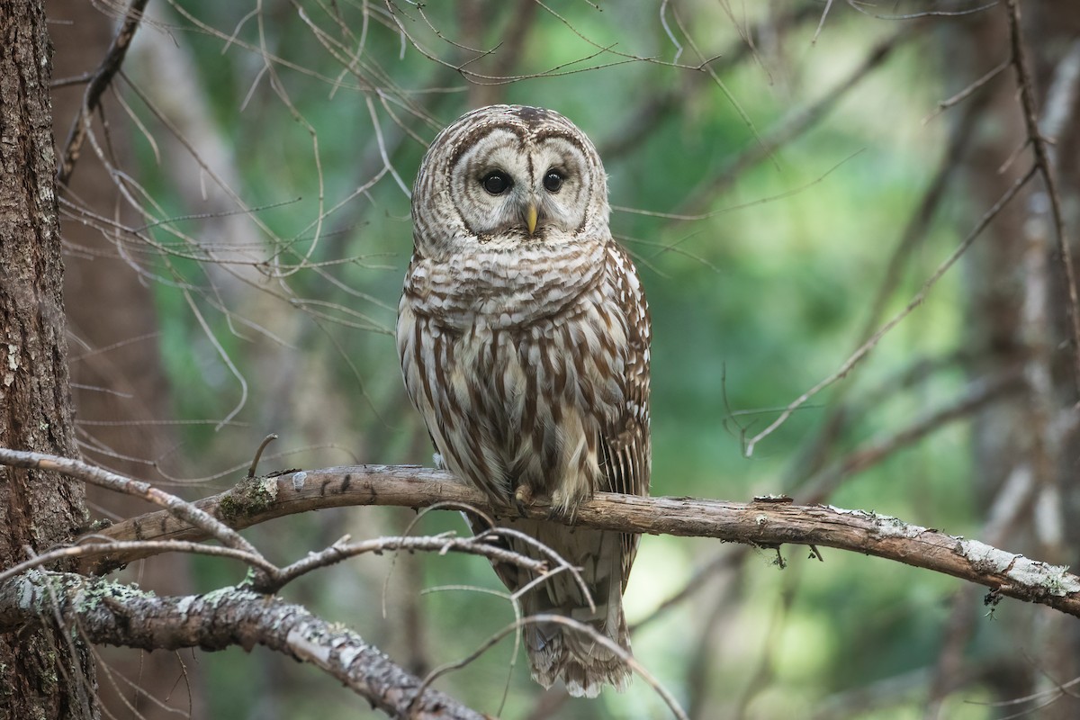 Barred Owl - ML332727671