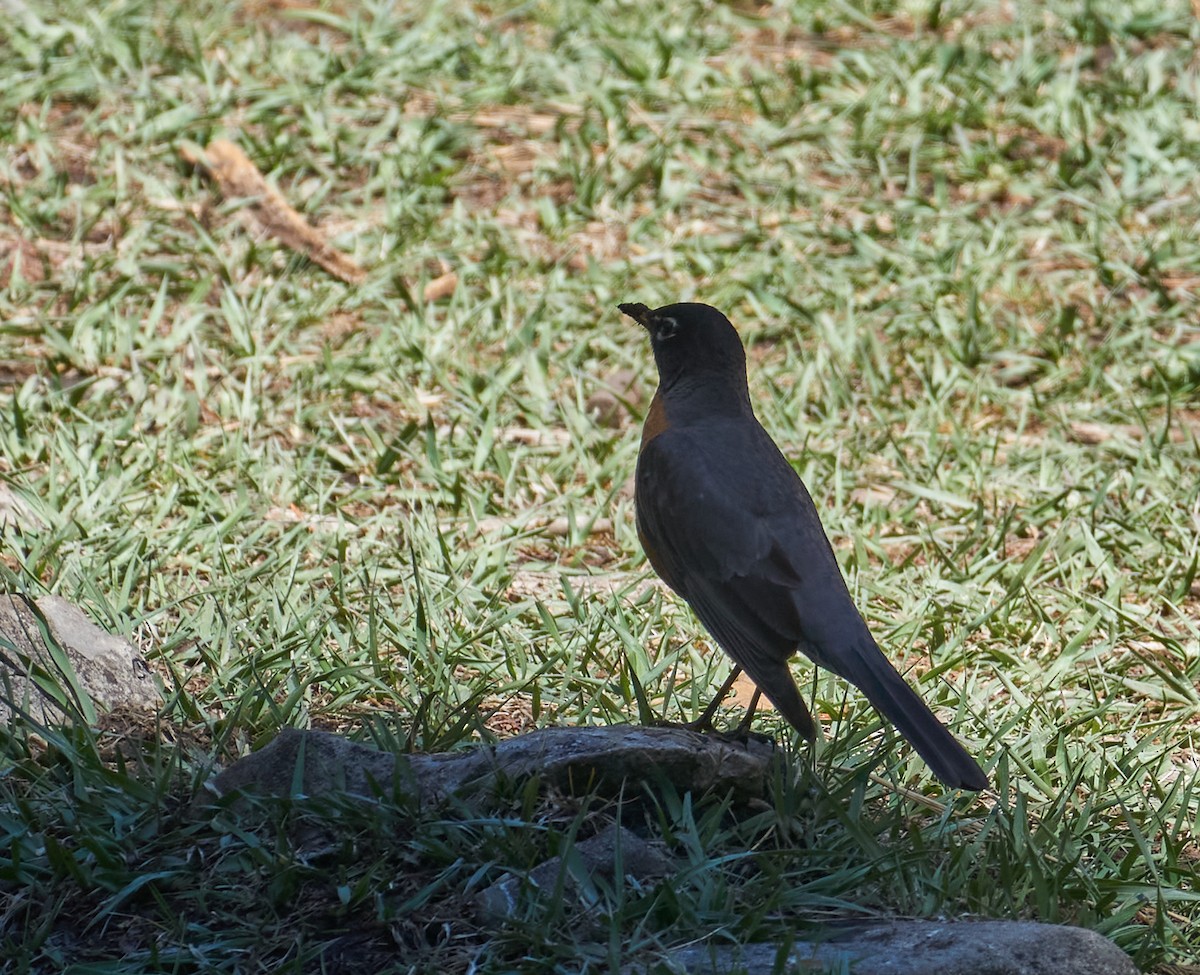 American Robin - ML332727831