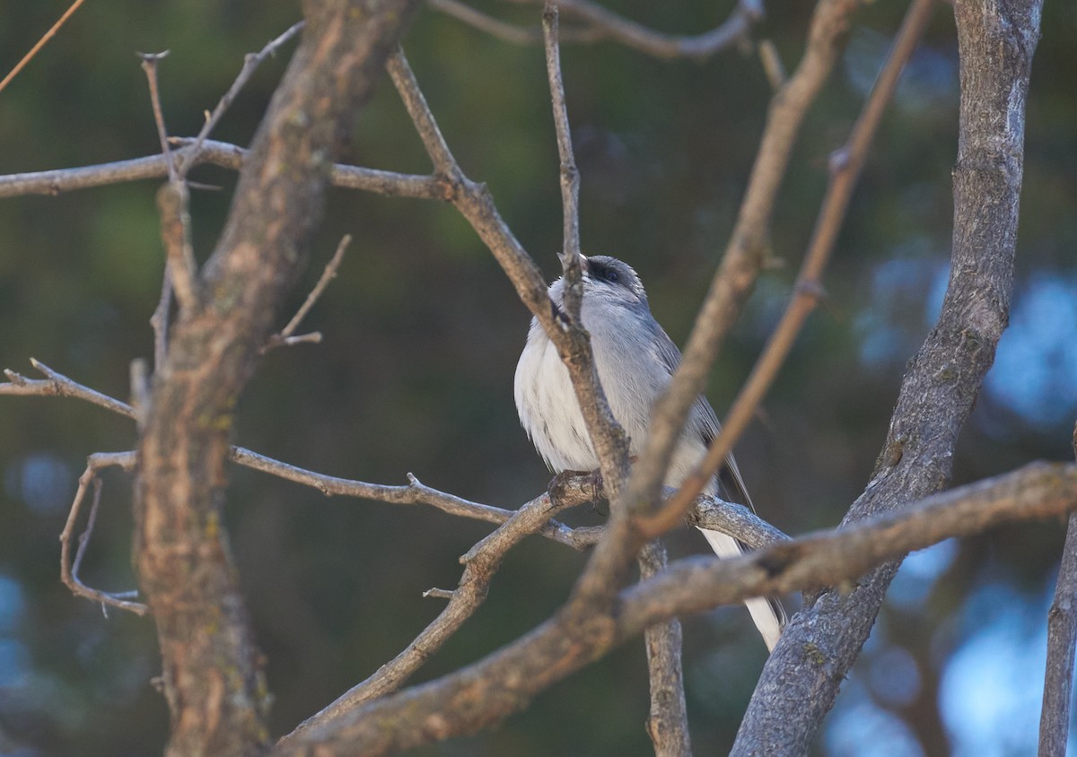 Dark-eyed Junco - ML332727931