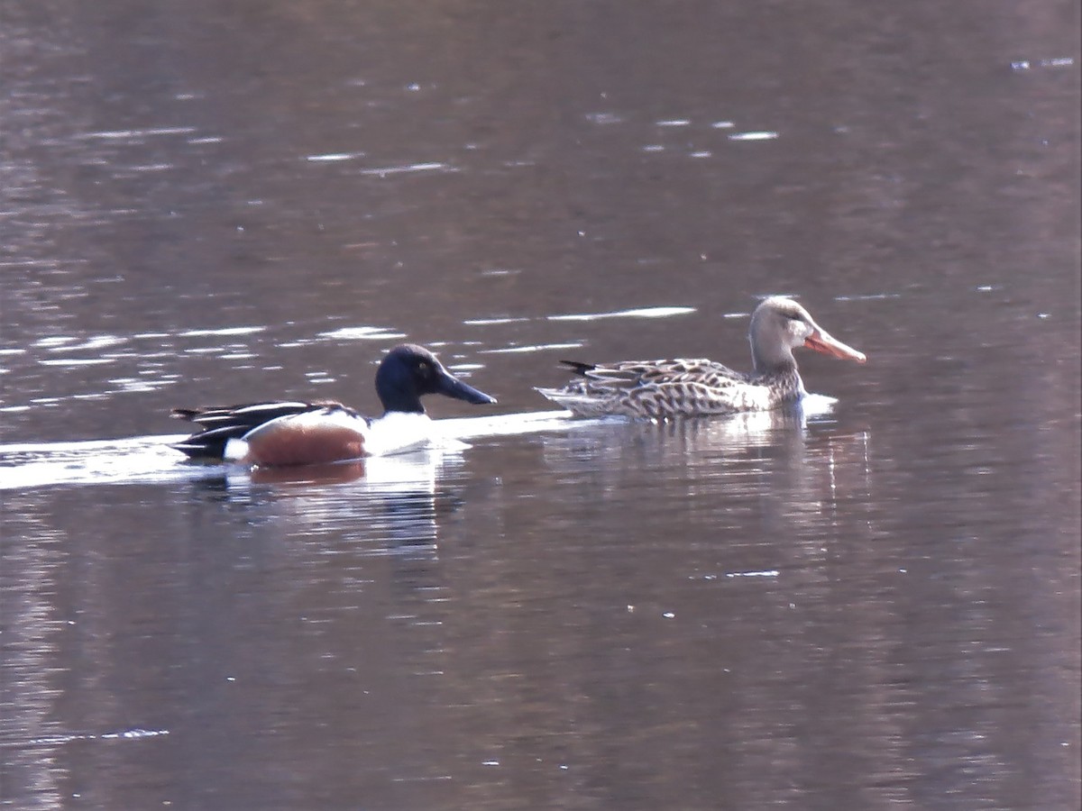 Northern Shoveler - ML332729621