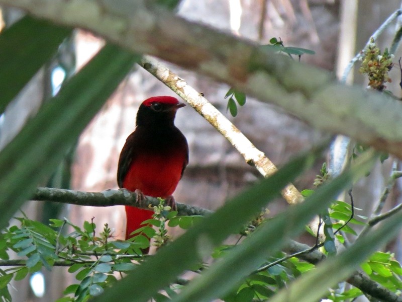 Guianan Red-Cotinga - ML33272991