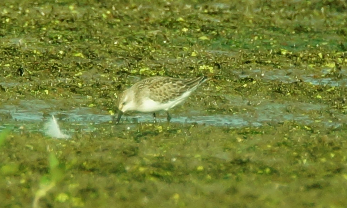 Semipalmated Sandpiper - Dennis Mersky