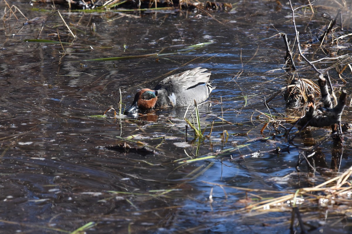 Green-winged Teal - Steve Ericson