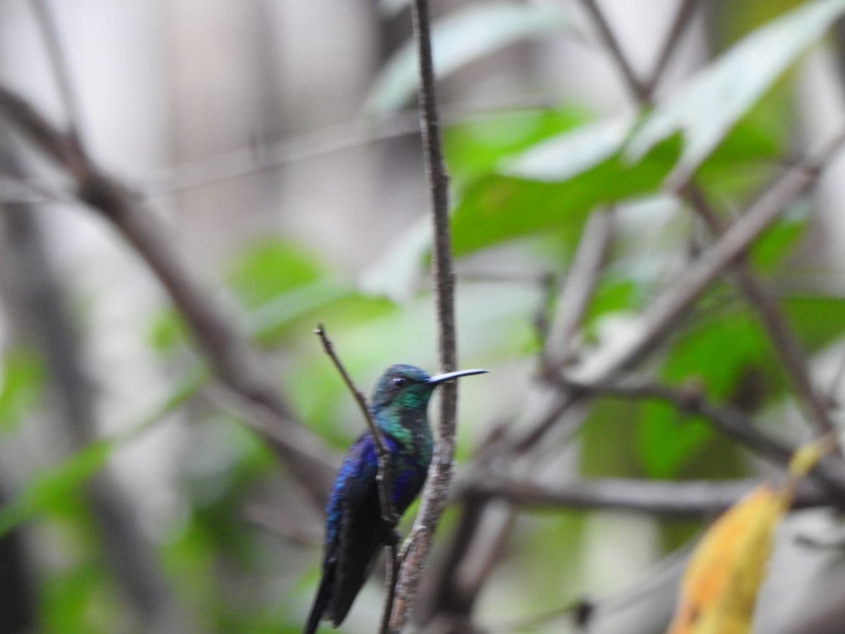 kolibřík vidloocasý - ML332733251