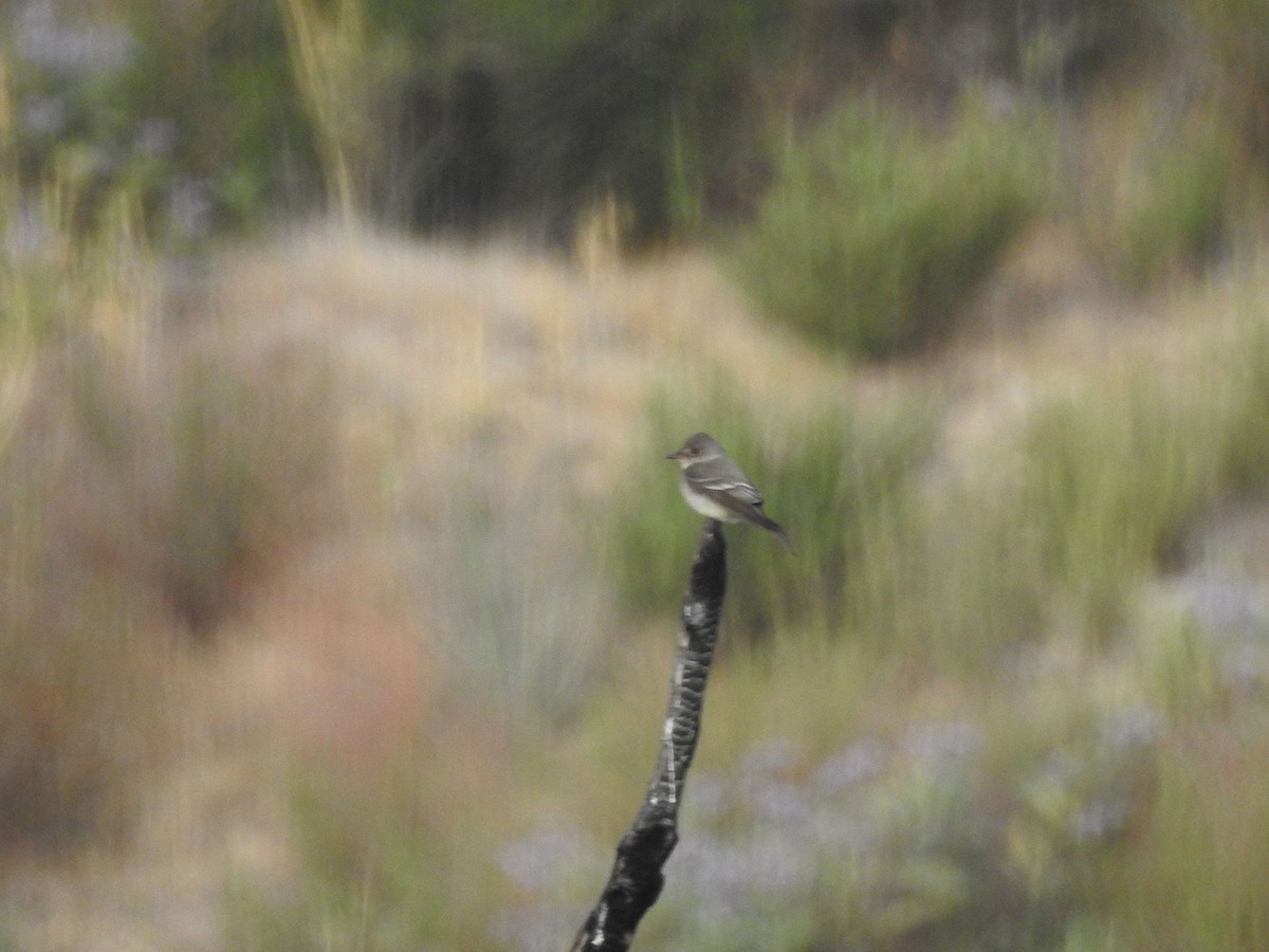 Western Wood-Pewee - ML332734501