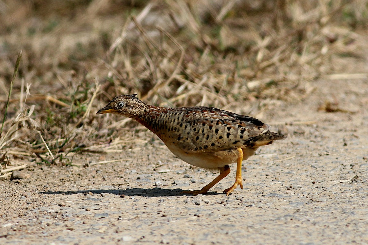 Yellow-legged Buttonquail - ML332735721