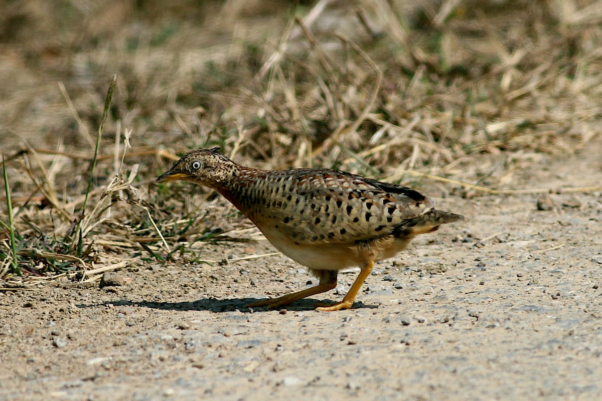 Yellow-legged Buttonquail - ML332735731