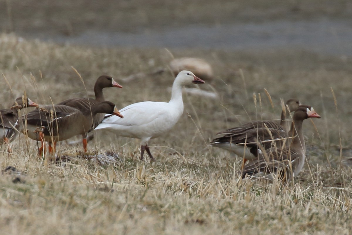 Snow Goose - ML332735951