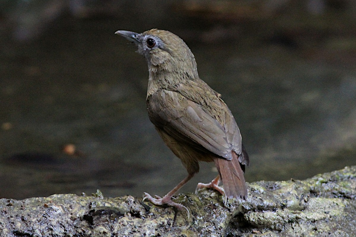 Abbott's Babbler - ML332735981