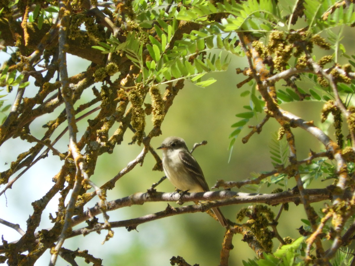 Gray Flycatcher - Dale Swanberg