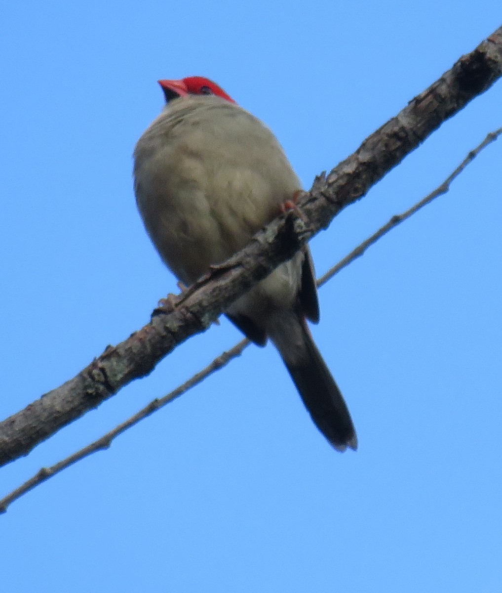 Red-browed Firetail - ML332739771