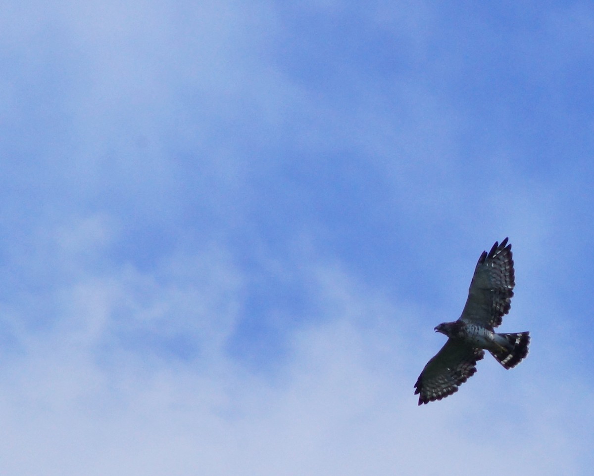 Broad-winged Hawk - Brian Williams