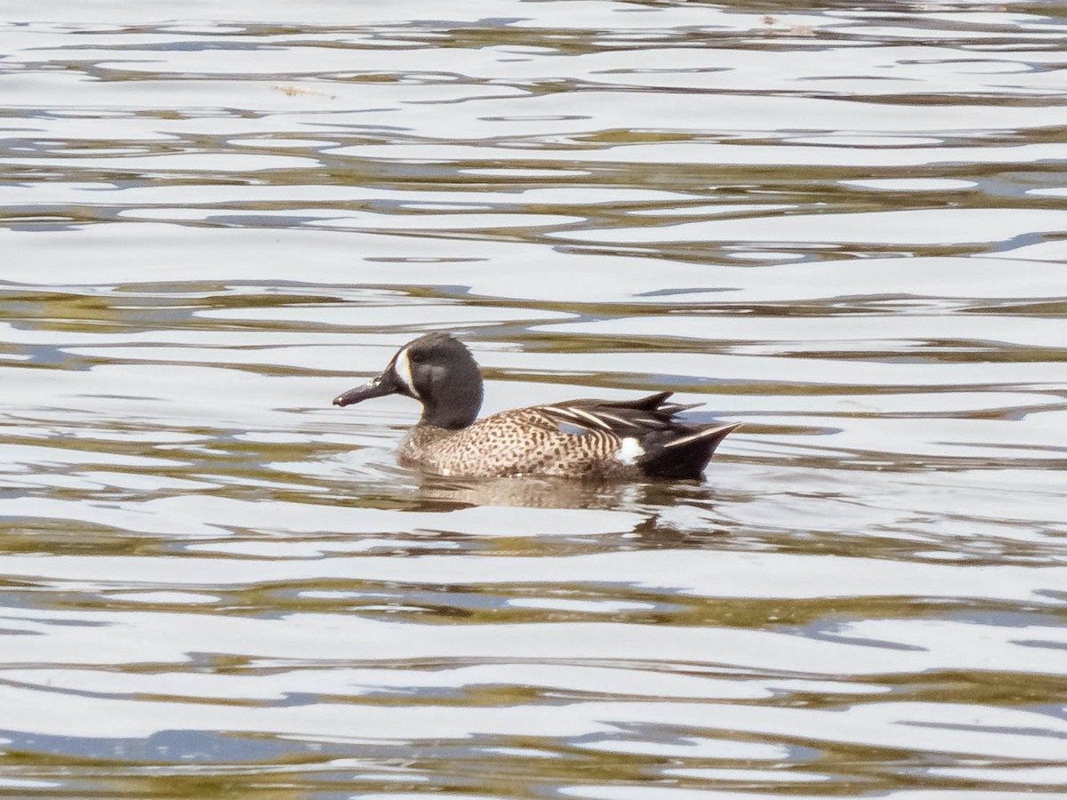 Blue-winged Teal - ML332741101