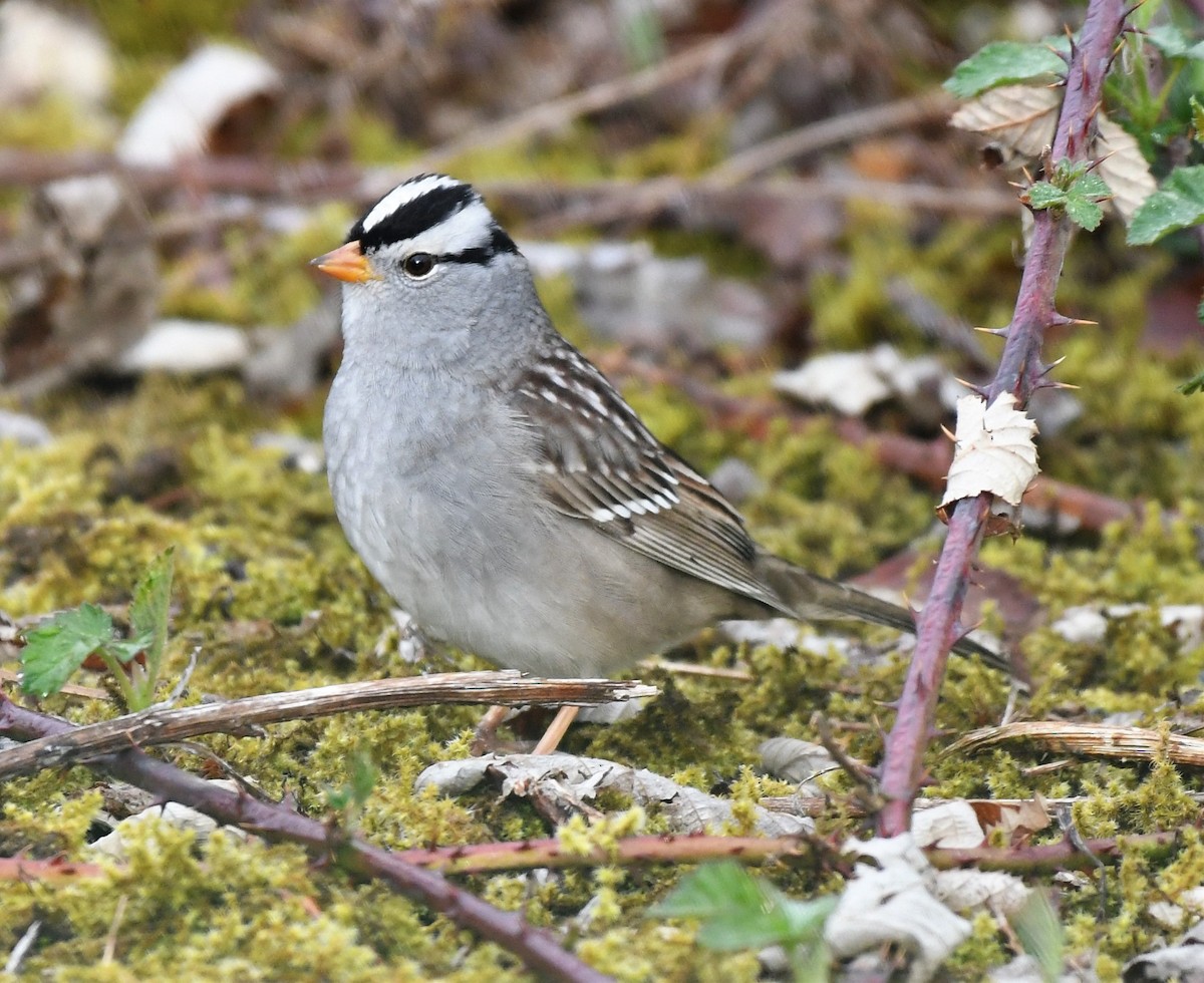 White-crowned Sparrow - ML332741831