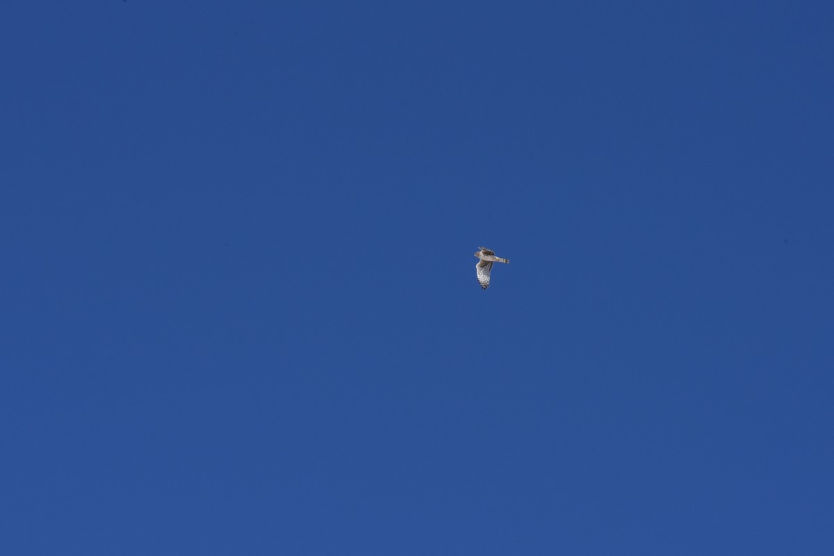 Sharp-shinned Hawk - ML332741891