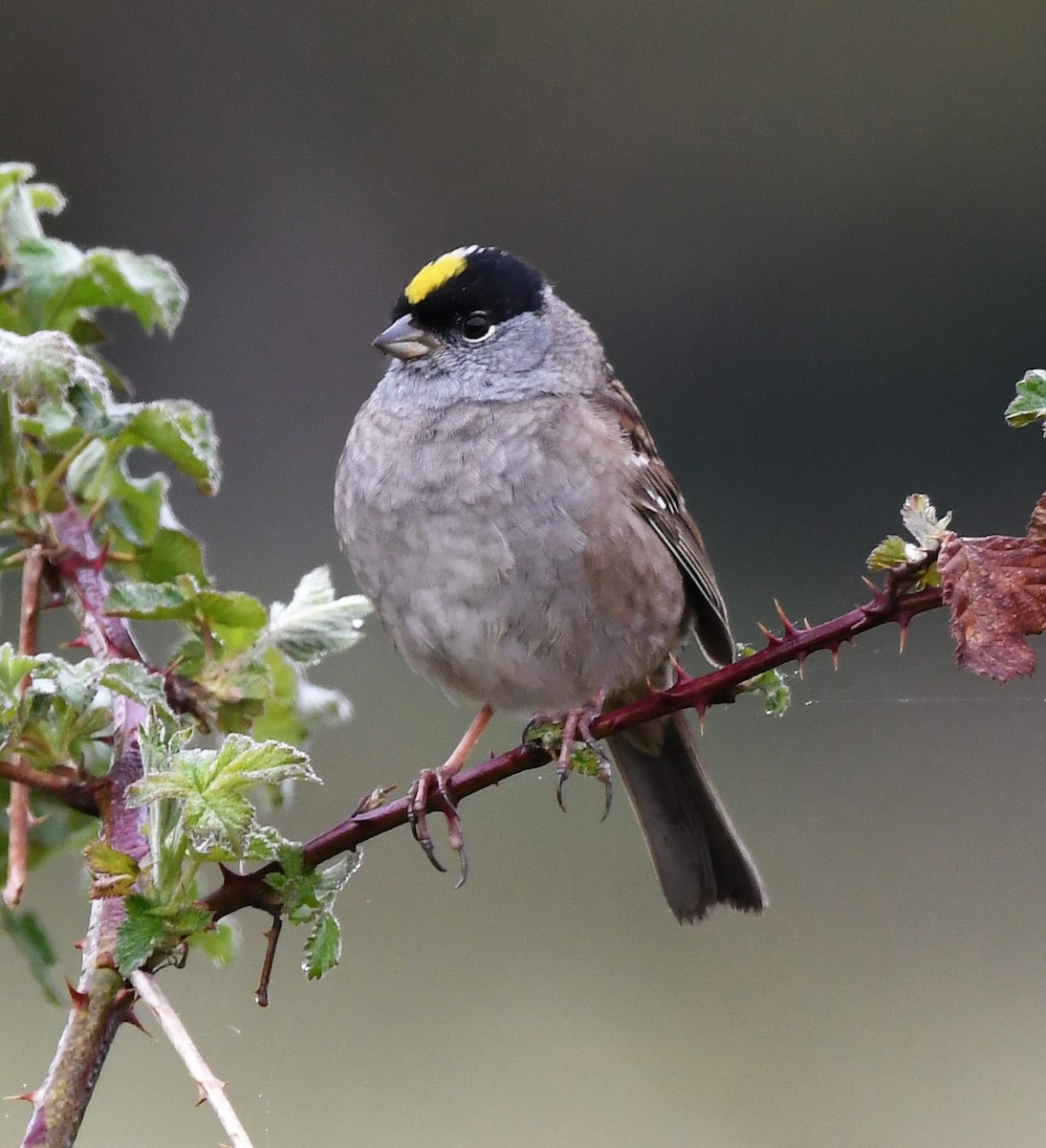 Golden-crowned Sparrow - ML332742231