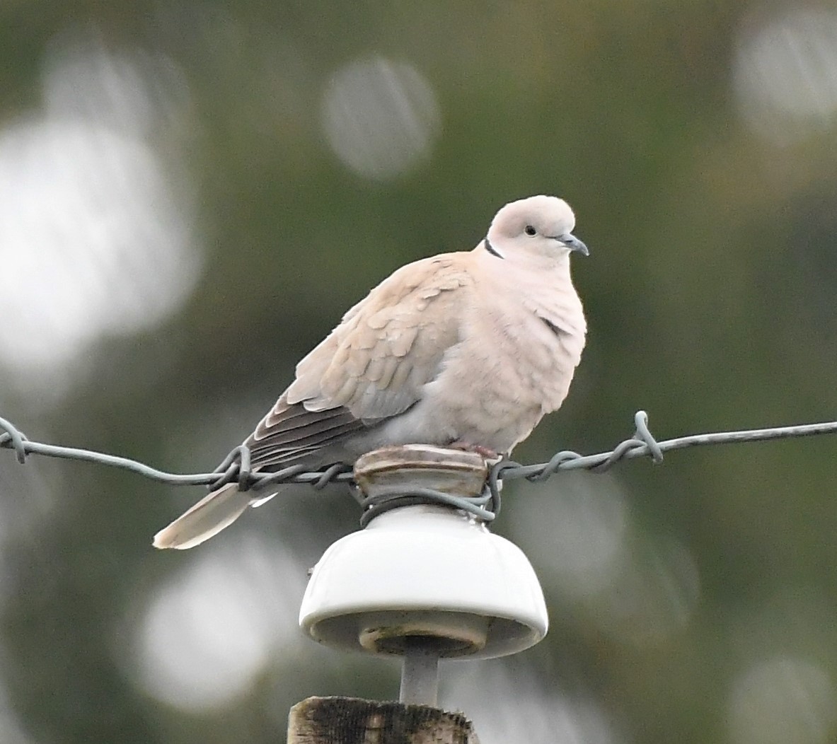 Eurasian Collared-Dove - David True