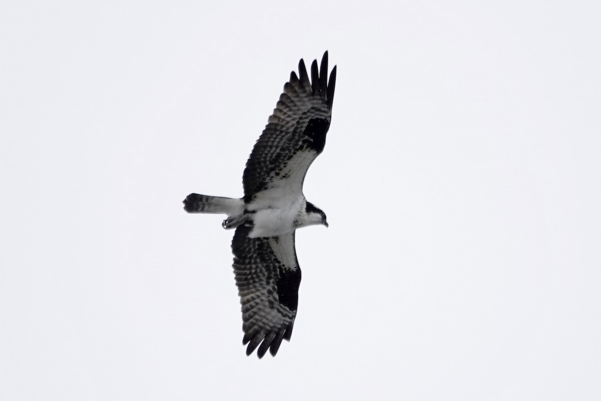 Águila Pescadora - ML332742931