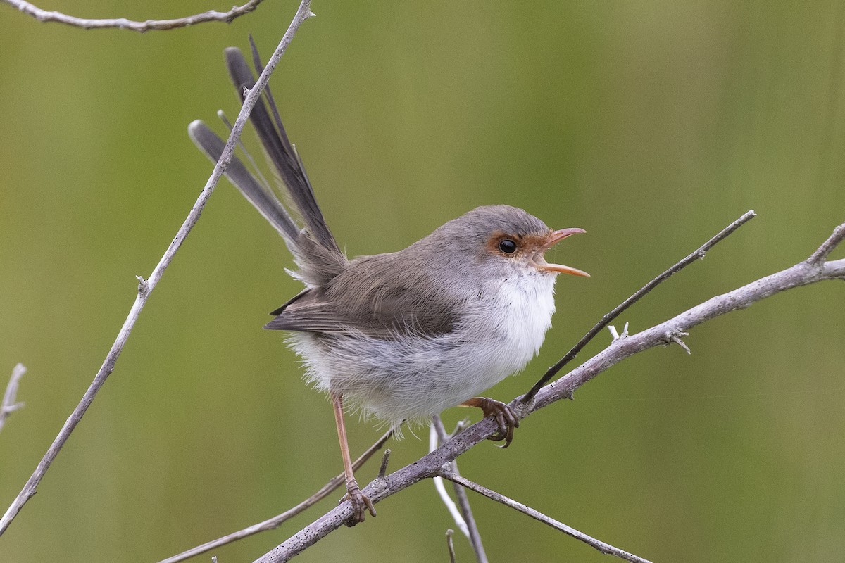 Superb Fairywren - ML332745511