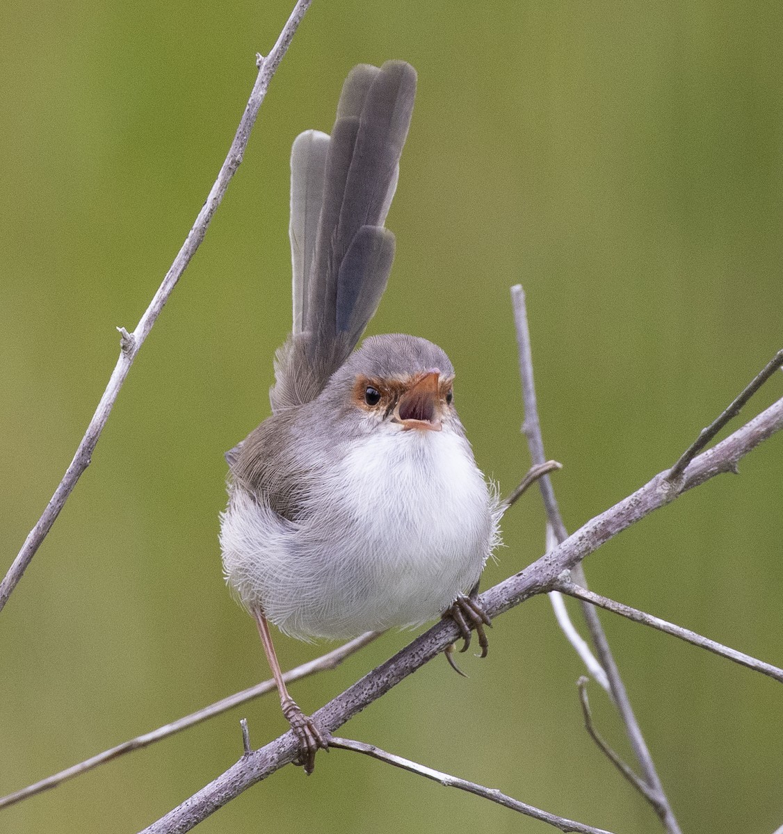 Superb Fairywren - Hans Wohlmuth