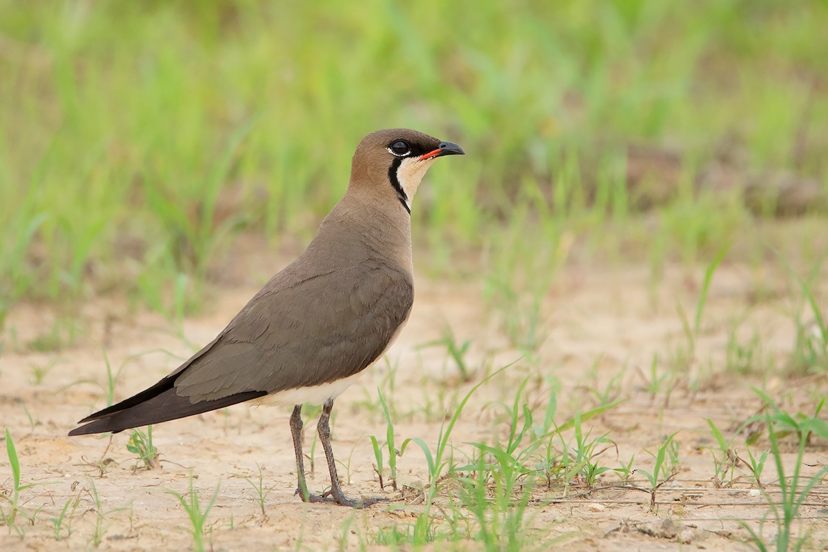 Oriental Pratincole - Ayuwat Jearwattanakanok