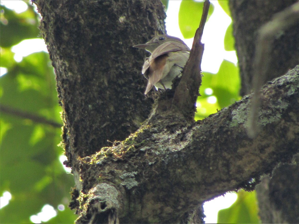 Rusty-tailed Flycatcher - ML332748721