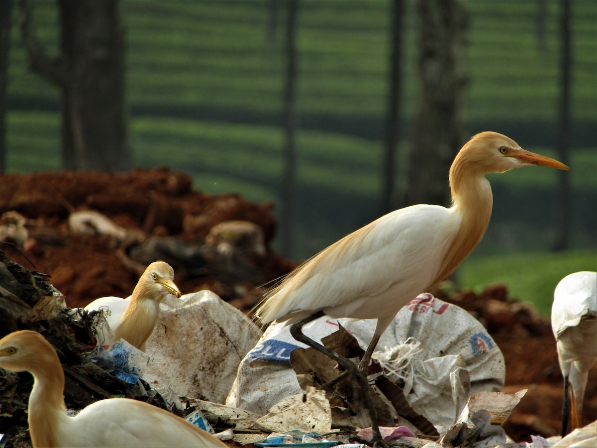 Eastern Cattle Egret - Selvaganesh K