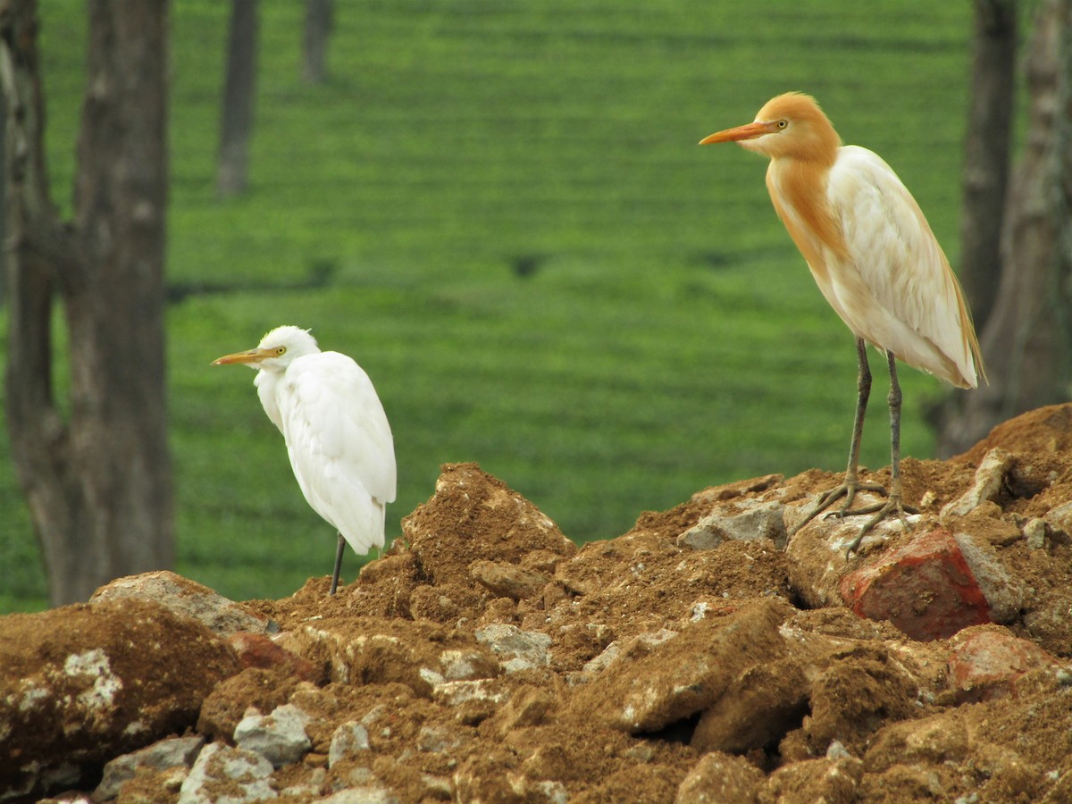 Eastern Cattle Egret - ML332751421