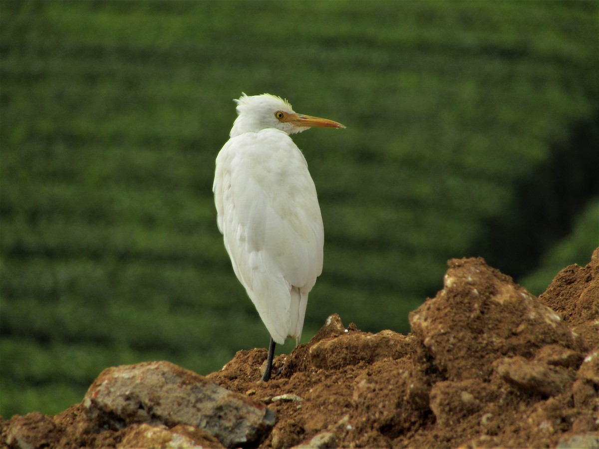 Eastern Cattle Egret - Selvaganesh K