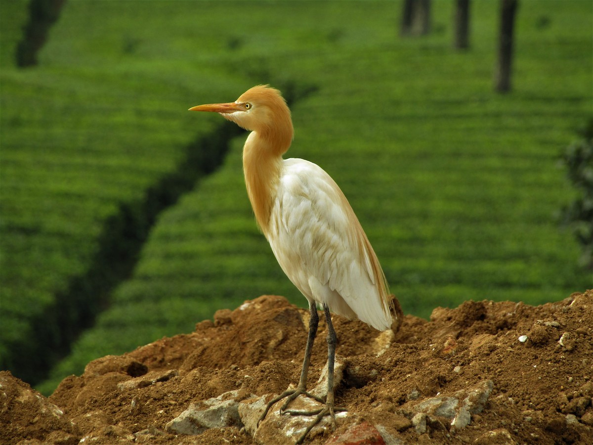 Eastern Cattle Egret - Selvaganesh K