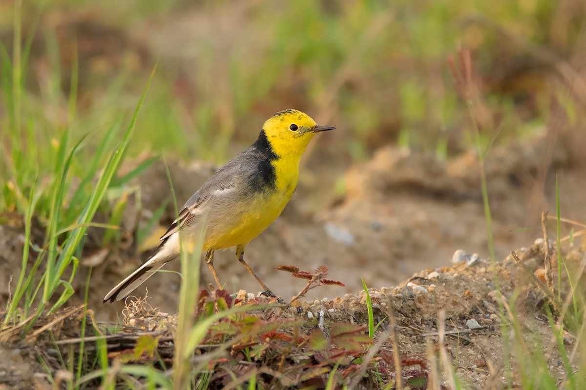 Citrine Wagtail (Gray-backed) - Ayuwat Jearwattanakanok