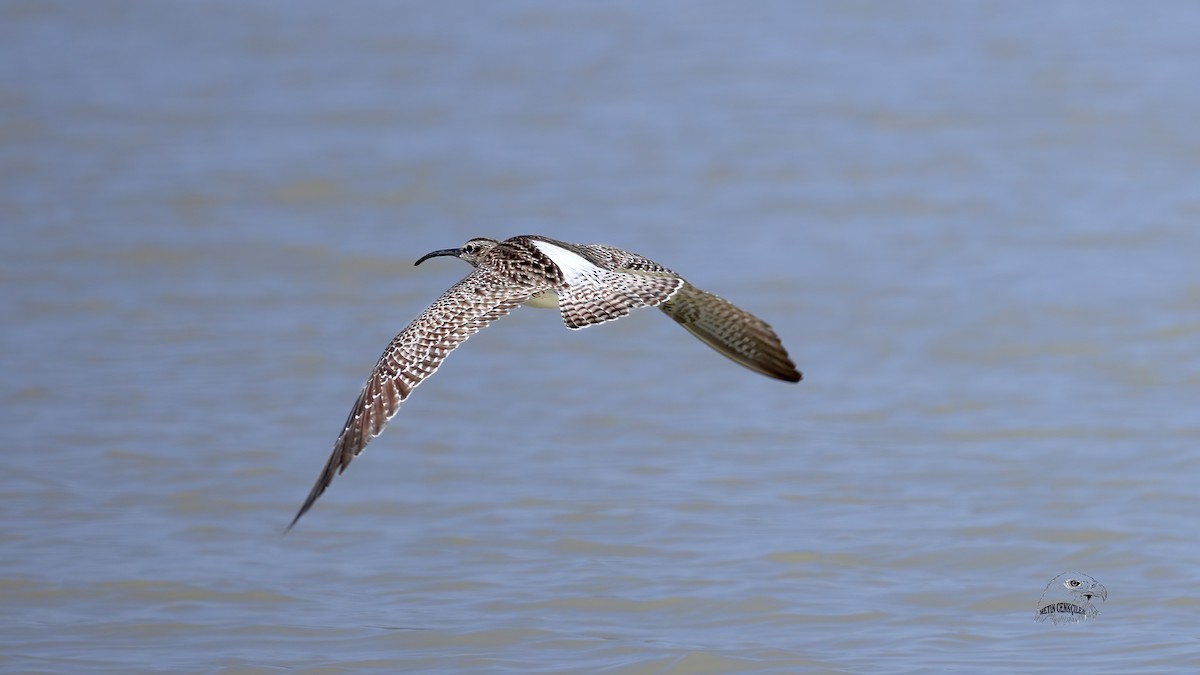 Eurasian Whimbrel/Eurasian Curlew - ML332752771