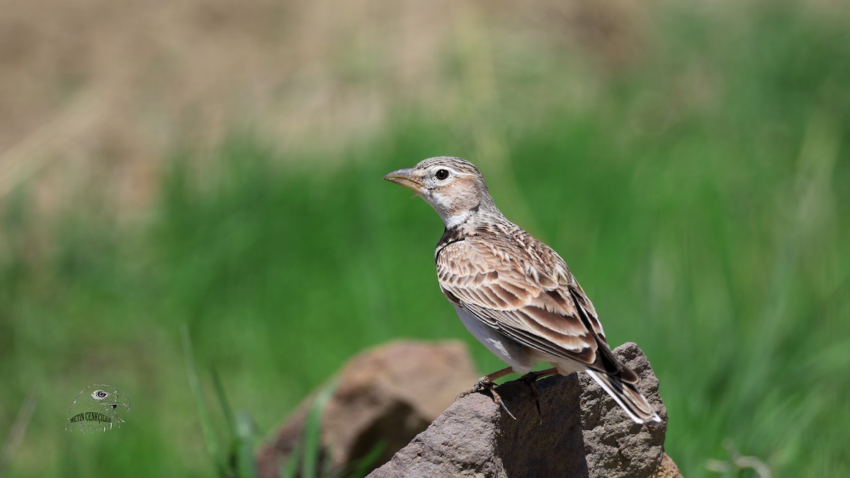 Calandra Lark - ML332752871