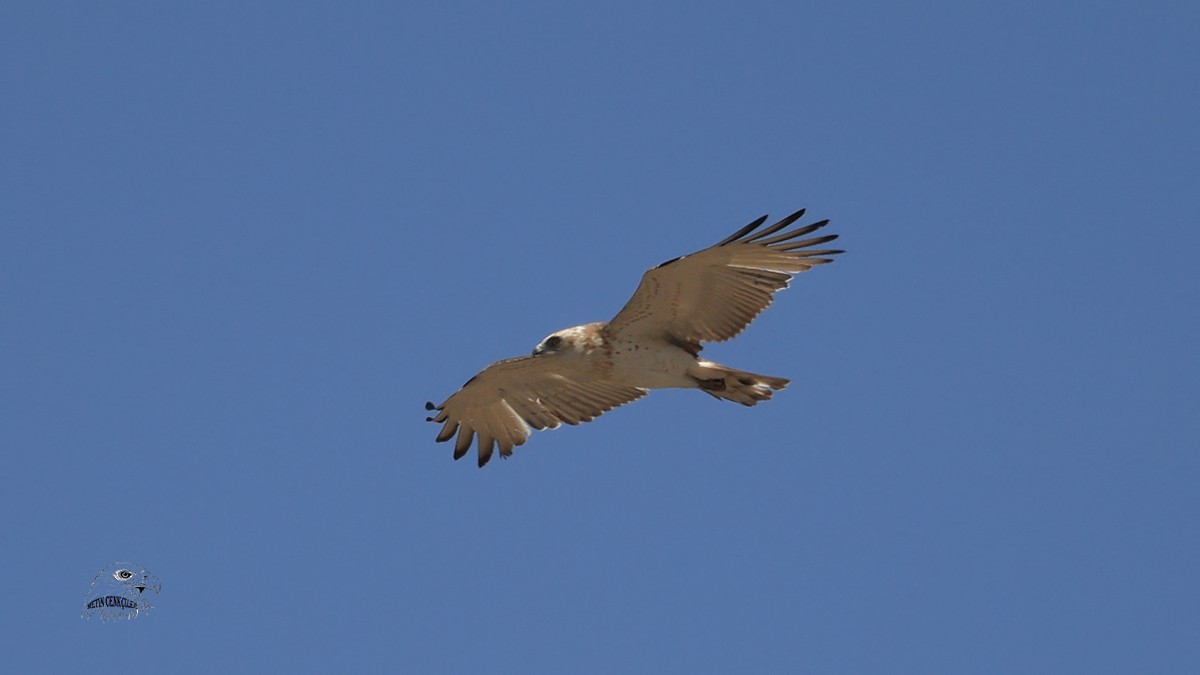 Short-toed Snake-Eagle - ML332753291