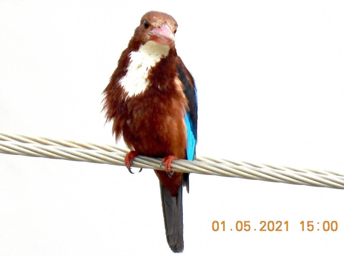 White-throated Kingfisher - ML332753371