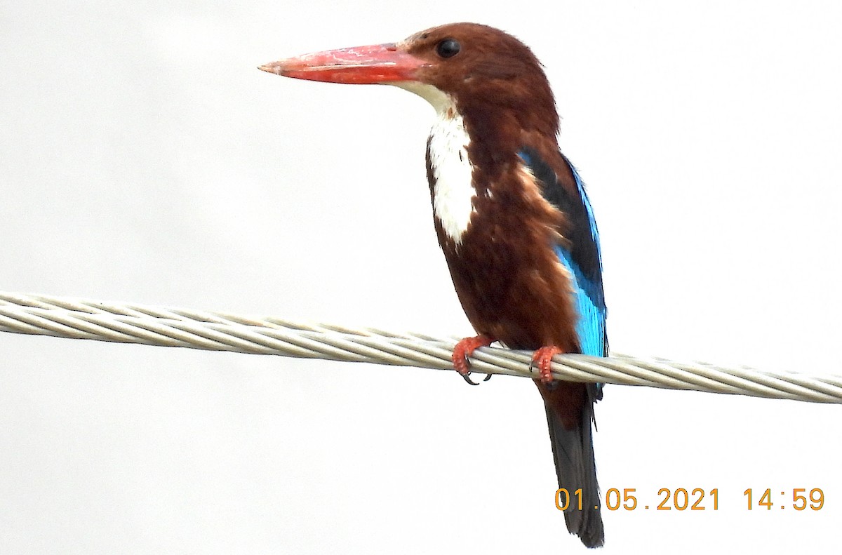 White-throated Kingfisher - ML332753391