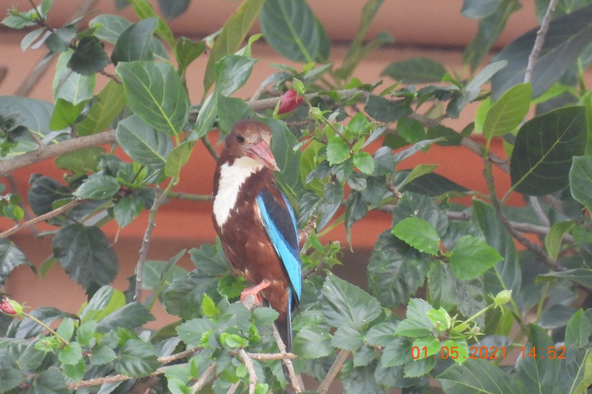 White-throated Kingfisher - ML332753401