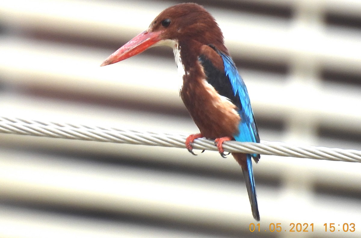 White-throated Kingfisher - ML332753421