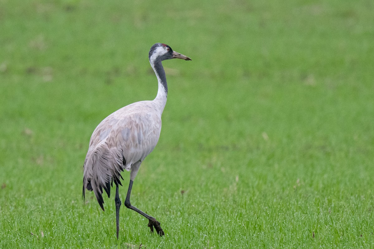 Common Crane - ML332753521