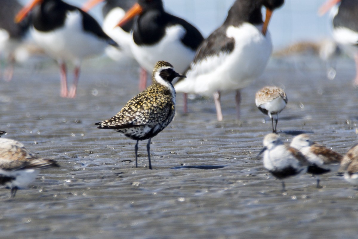 Pacific Golden-Plover - ML332755931