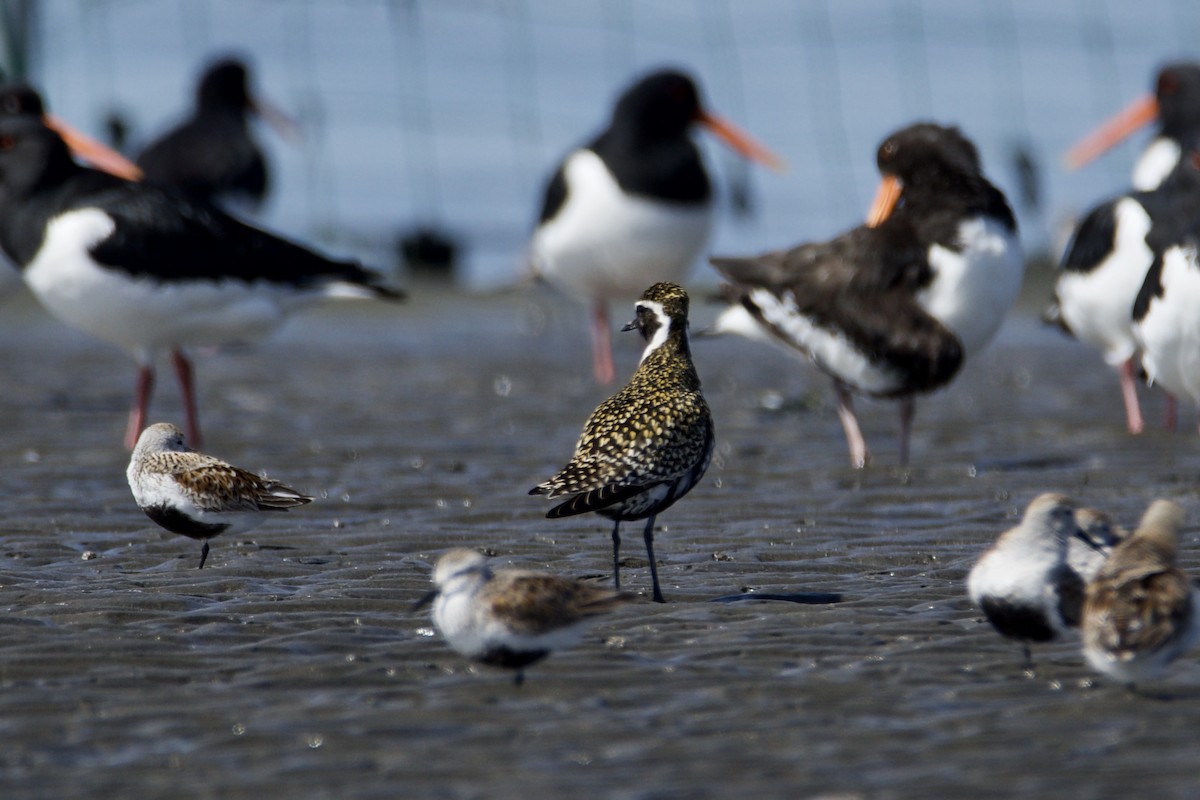 Pacific Golden-Plover - ML332755941