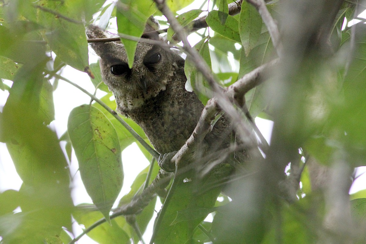 Everett's Scops-Owl - ML332758351