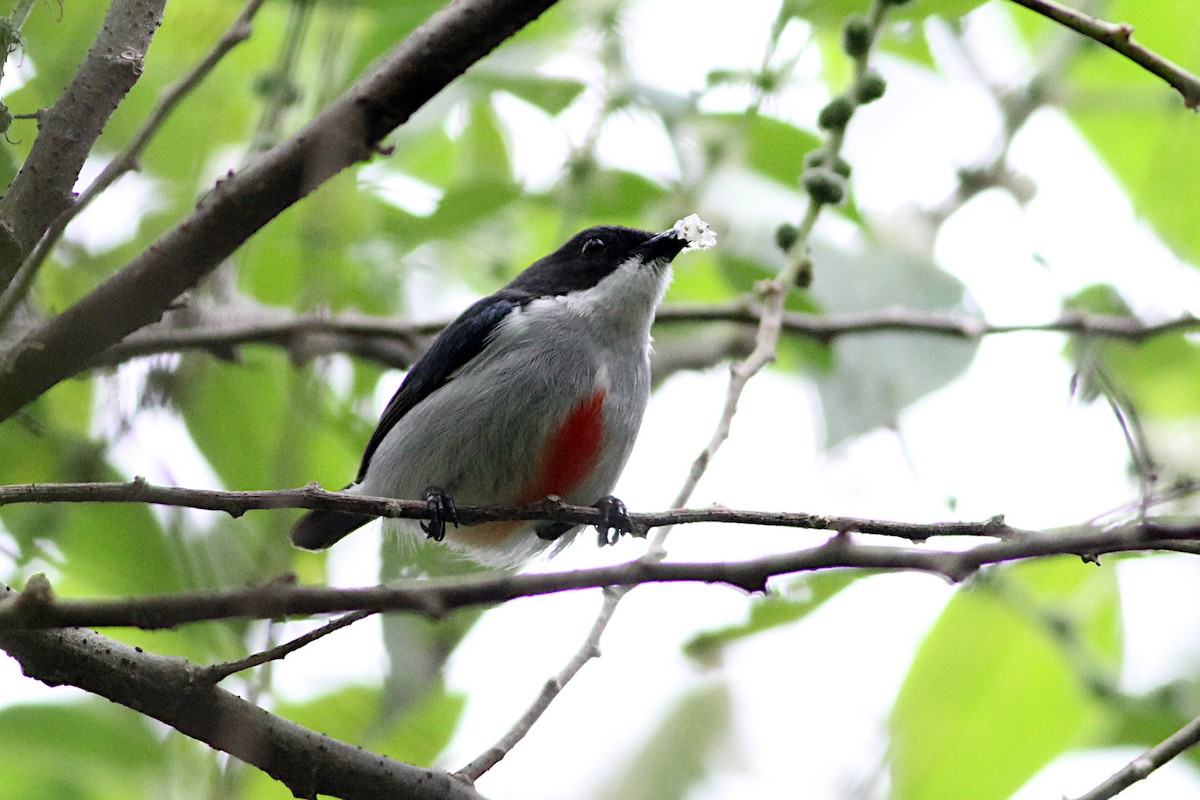 Red-keeled Flowerpecker - Chris Chafer