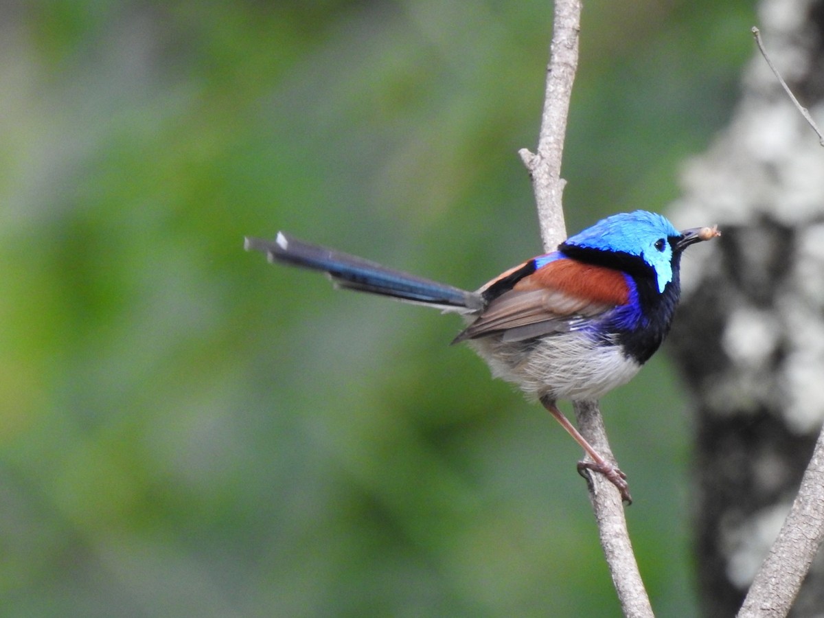 Variegated Fairywren - ML332758441