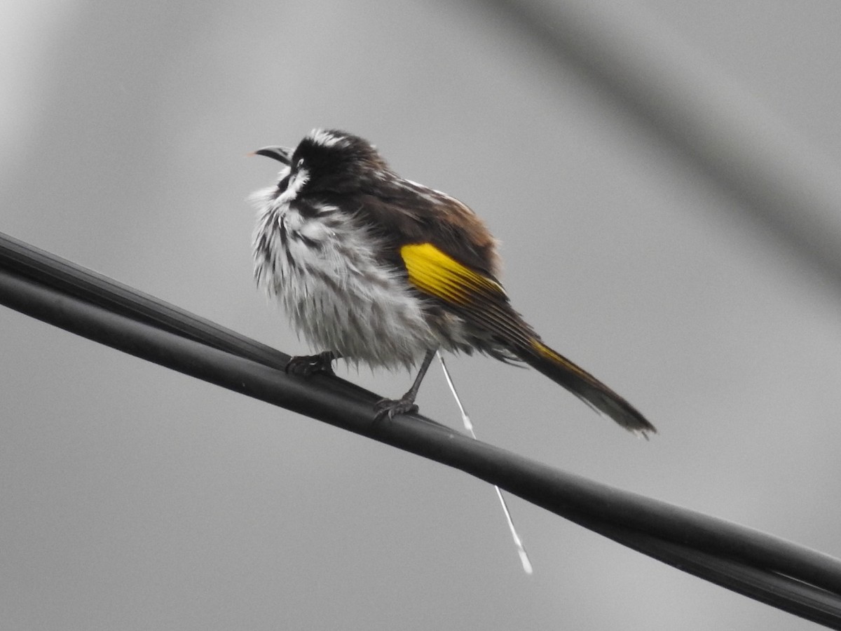 New Holland Honeyeater - Ana de Joux