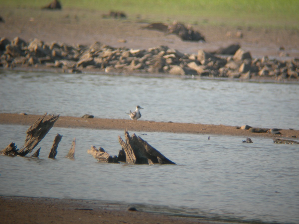 Black Tern - ML33275881
